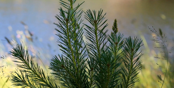 Young Pine At The River Young Pine At The River