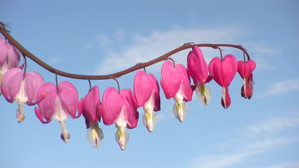 Bleeding Hearts Flowers Bleeding Hearts Flowers