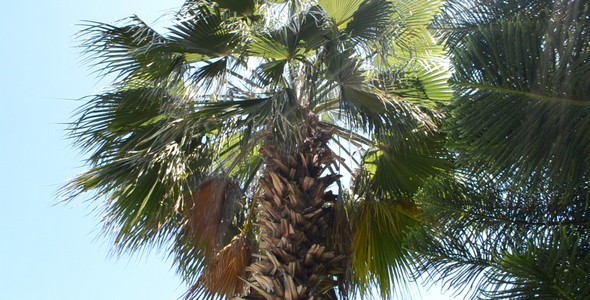 Palm Tree Against the Sky Palm Tree Against the Sky
