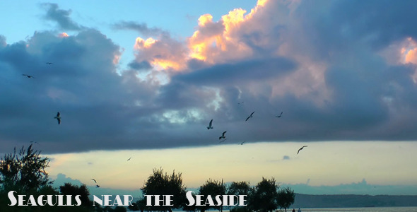 Seagulls Near the Seaside Seagulls Near the Seaside