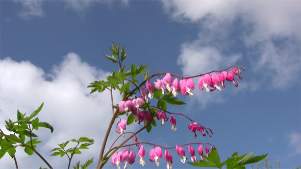 Close-Up Of Bleeding Heart Close-Up Of Bleeding Heart