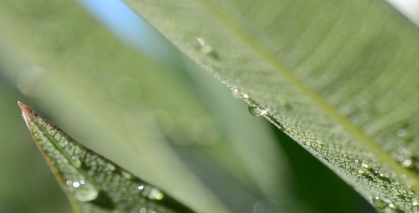Dew 1 Dew 1