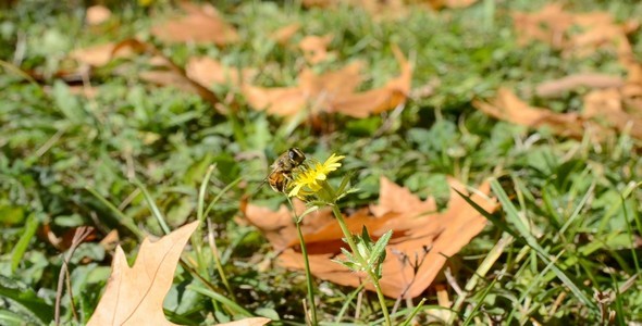 Bee Bee