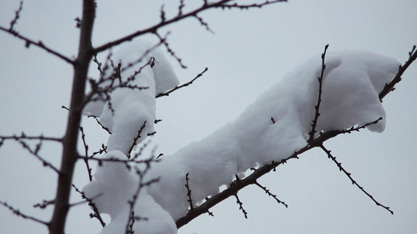 Snow on the Branches 2 Snow on the Branches 2