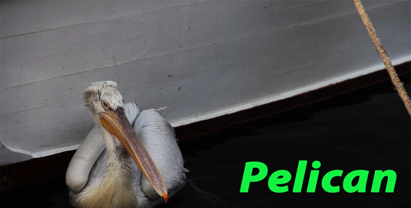 Pelican Pelican