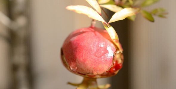 Pomegranate Pomegranate