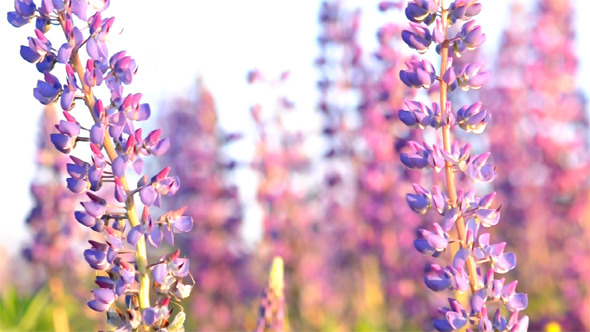 Close-Up Of Lupine Flowers Close-Up Of Lupine Flowers