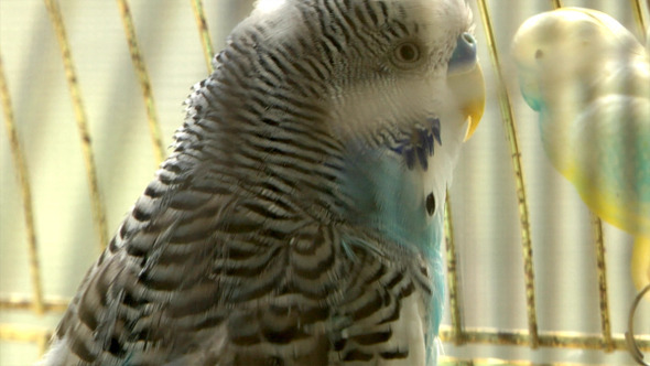 Blue Parrot Blue Parrot