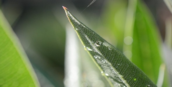 Dew On Sheet 2 Dew On Sheet 2