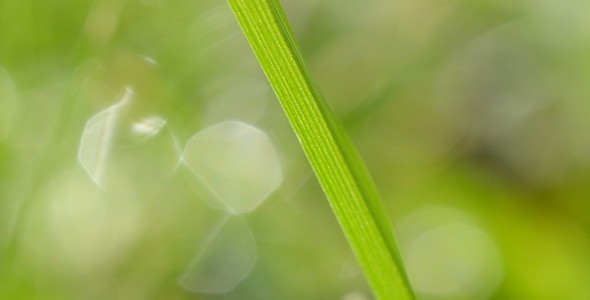 Grass Grass