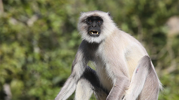 Gray Langur Gray Langur