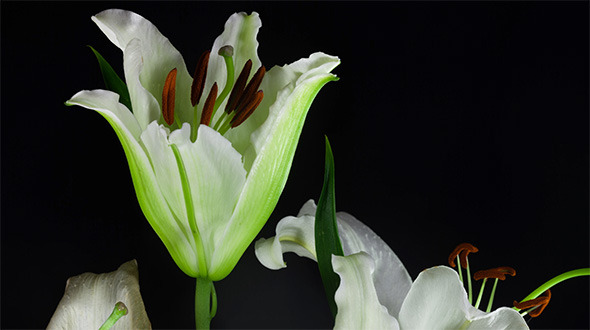 Lily Lily
