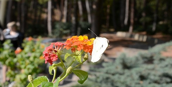 The Butterfly The Butterfly