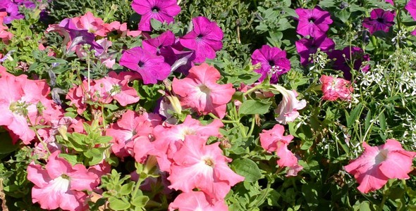 Flower Bed 4 Flower Bed 4