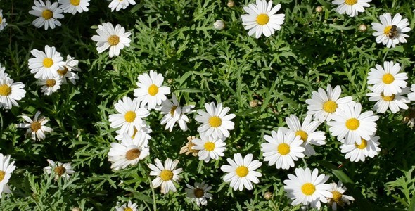 Flower Bed 9 Flower Bed 9