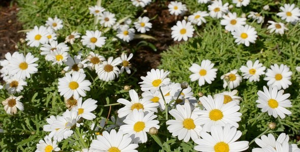 Flower Bed 11 Flower Bed 11