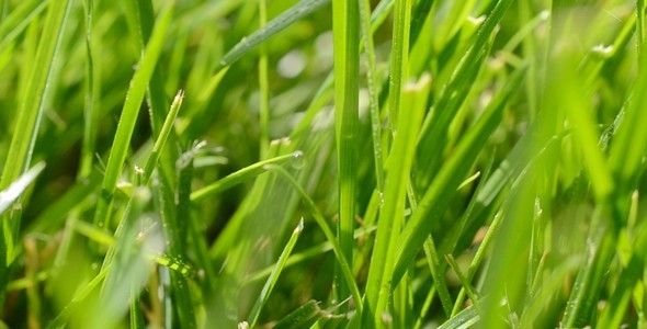 Grass 2 Grass 2