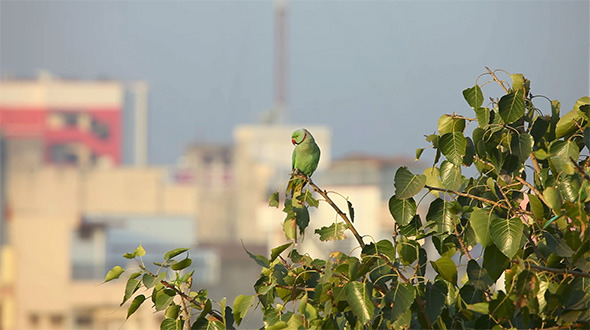 Rose-Ringed Parakeet Rose-Ringed Parakeet