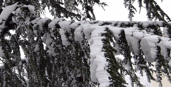 Snow and Tree 1 Snow and Tree 1