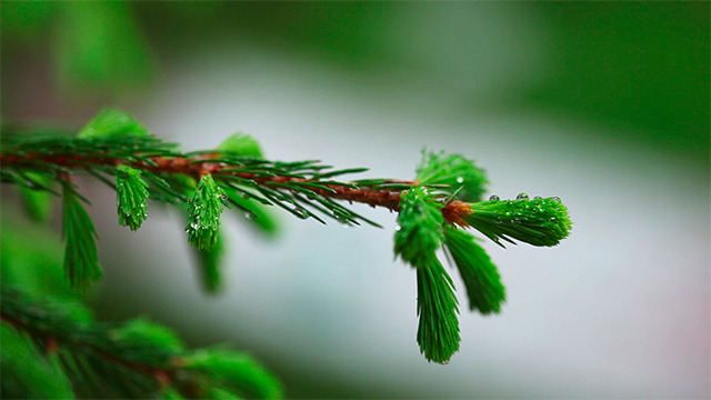 Wet spruce twig 2 Wet spruce twig 2