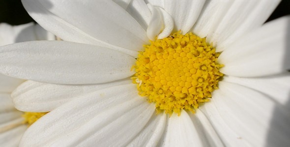 Flower Flower