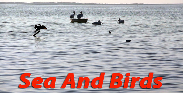 Sea And Birds Sea And Birds