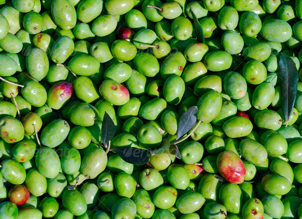 A Harvest of Green Olives