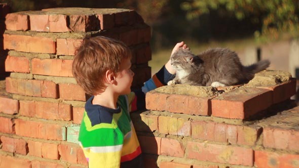 Boy Playing with a Cat 1 Boy Playing with a Cat 1