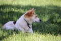 The Dog in Park The Dog in Park - PhotoDune Item for Sale