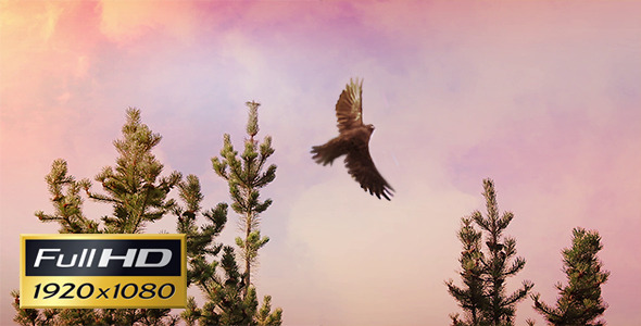 Bird On Tree Top Flies Off Bird On Tree Top Flies Off