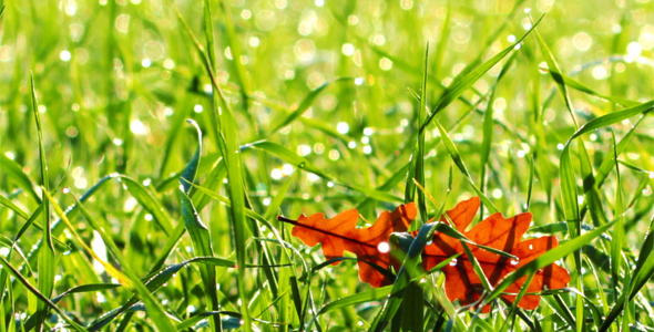 Green Grass Green Grass