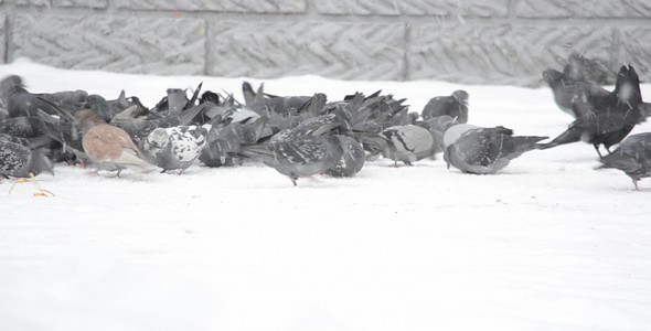 Pigeons 57 Pigeons 57