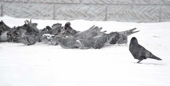 Pigeons 56 Pigeons 56