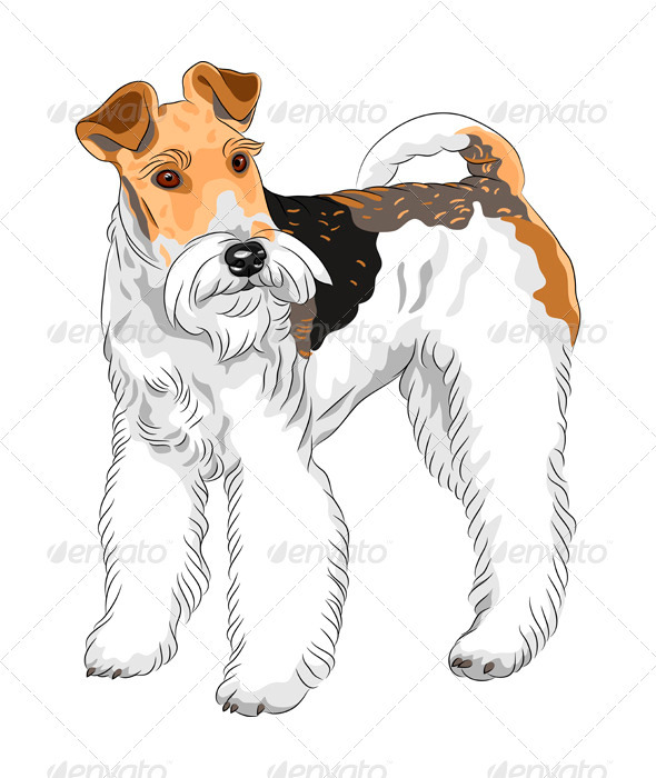 Vector Sketch Dog Wire Fox Terrier Breed Vector Sketch Dog Wire Fox Terrier Breed