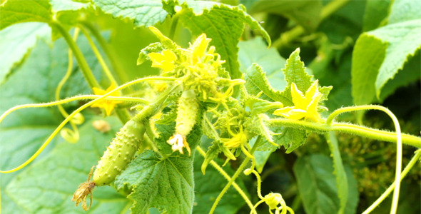 Cucumber Cucumber
