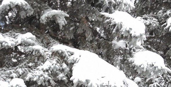 Blizzard 87 Blizzard 87