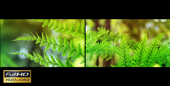 Sunny Ferns x2 Macro & Loopable Sunny Ferns x2 Macro & Loopable