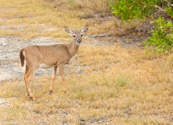 Small Key Deer in woods Florida Keys