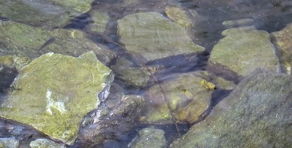 Water Rocks and Fish Water Rocks and Fish