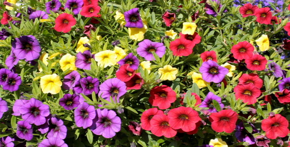 Flowers Flowers