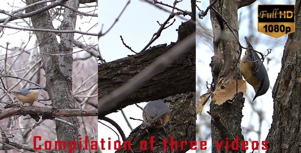 Bird Nuthatch Sitta Europaea Bird Nuthatch Sitta Europaea