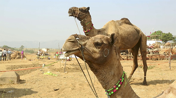 Camel Fair Camel Fair