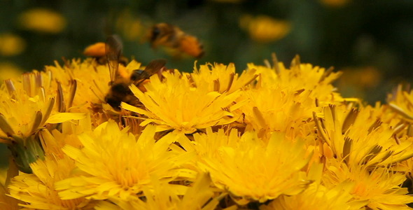 Bees Bees