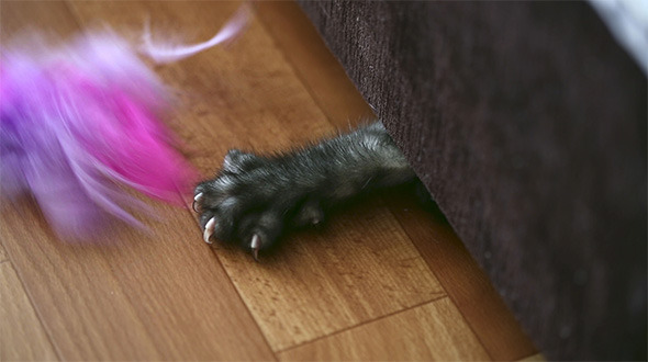 Playful Kitten Playful Kitten