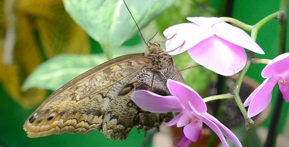 Butterflies 29 Butterflies 29