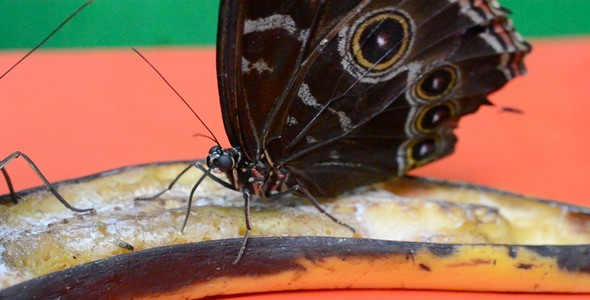 Butterflies 34 Butterflies 34