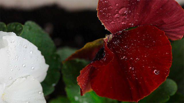 Pancy flower Pancy flower