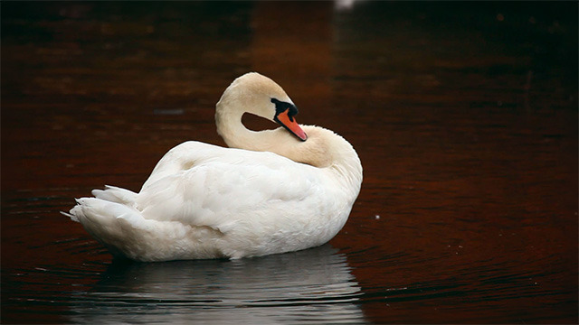 Swan Swan