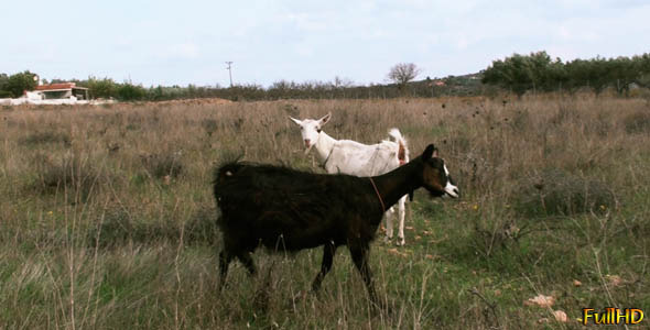 Goats in a Field Goats in a Field