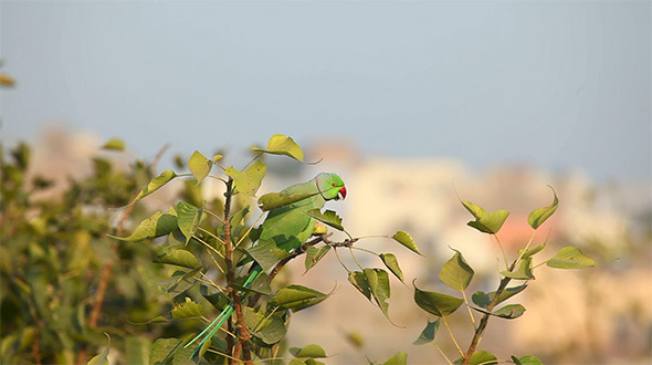 Rose-Ringed Parakeet Rose-Ringed Parakeet